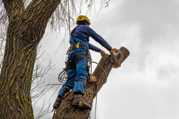 Leaf Removal Services in Sequim, WA